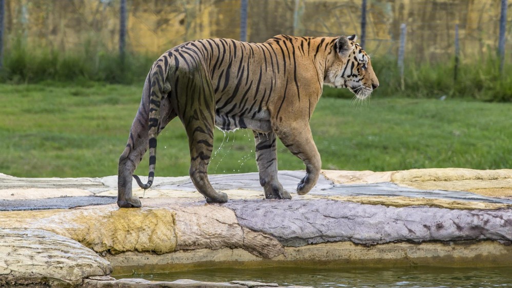 Los tigres, como los demás animales, gozan de una libertad controlada en un hábitat grande. Foto Juan Antonio Sánchez
