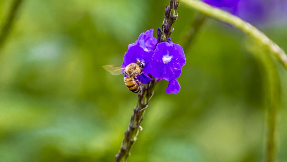 Las abejas juegan un papel muy importante en la naturaleza. Foto Juan Antonio Sánchez Ocampo