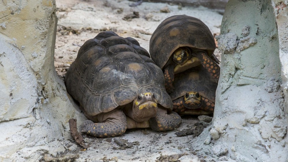 Un sinnúmero de tortugas también encontró su hábitat en la hacienda. Foto Juan Antonio Sánchez 