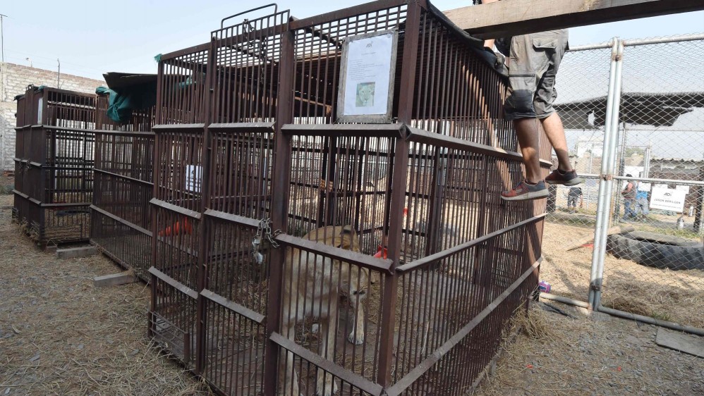 Desde medianoche del pasado miércoles se inició la operación que llevará a nueve leones a Bogotá y posteriormente a Lima y Sudáfrica. FOTO AFP