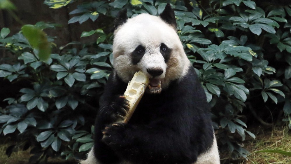 El panda sufre hipertensión y dolores articulares aunque su salud se mantiene estable. FOTO AP