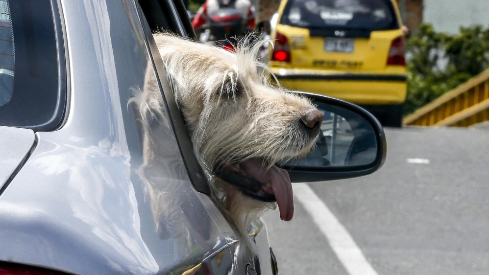 Las mascotas no ocultan su felicidad al salir a las calles en un paseo sobre cuatro ruedas. FOTO JUAN ANTONIO SÁNCHEZ