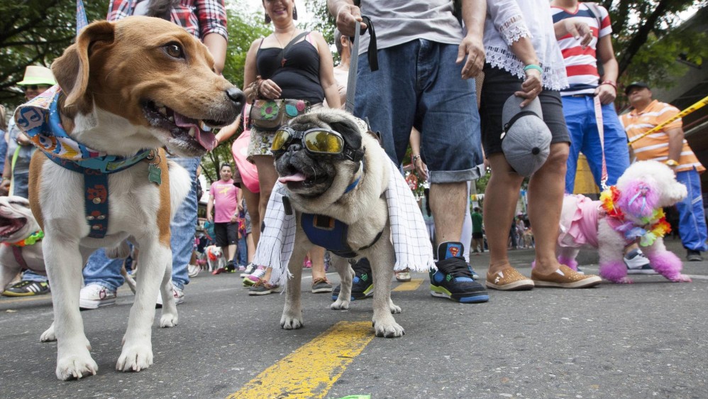 Este domingo se desarrolló la edición 16 de la caminata canina Feria de las Flores. FOTO EDWIN BUSTAMANTE