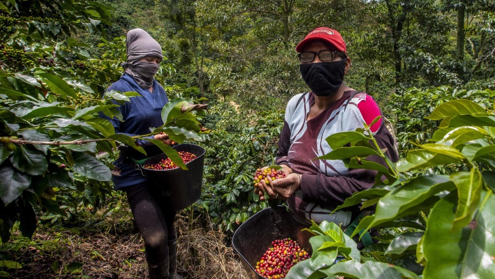 Colombia es un país reconocido por la producción de este grano. El Suroeste aporta un 63 % al producido en Antioquia. Foto: Juan Antonio Sánchez