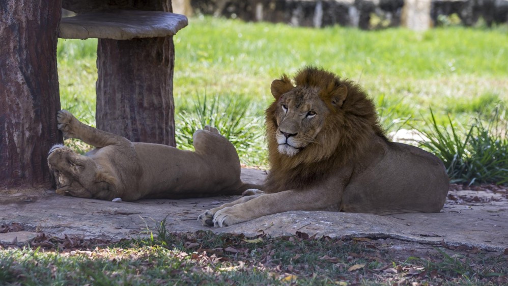 Los leones, que pasan la mayor parte de su día durmiendo, son uno de los principales atractivos del parque. Foto Juan Antonio Sánchez 