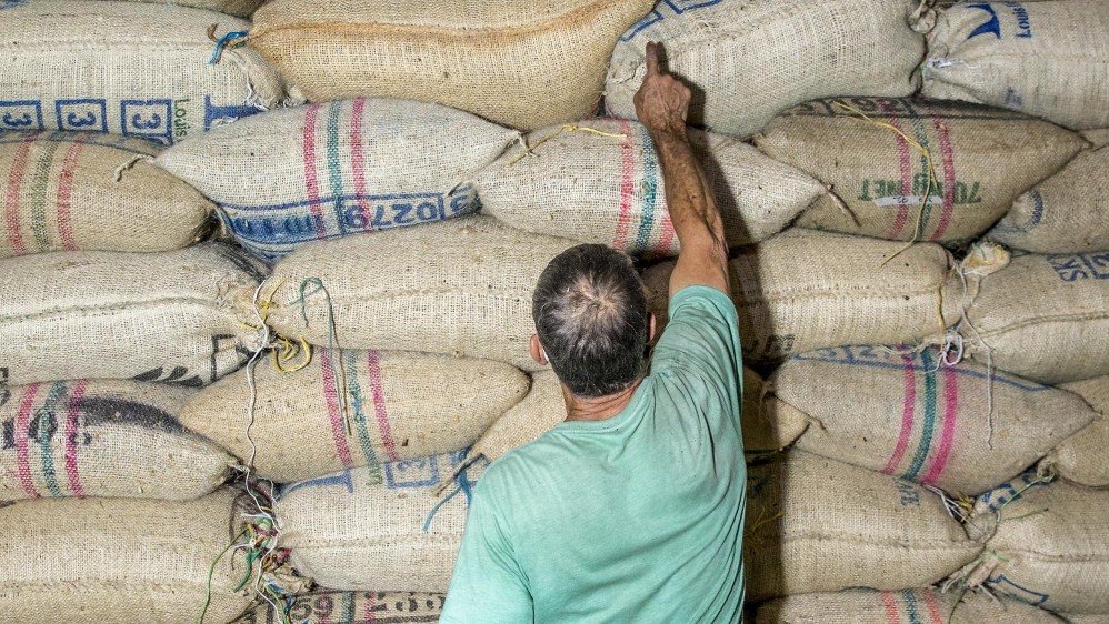 Las más de 900.000 hectáreas de café a nivel nacional son administradas por 730.000 empleos directos. Foto: Juan Antonio Sánchez